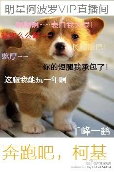 奔跑吧柯基by千峰一鹤txt